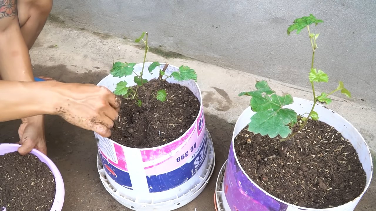 Weinreben einfach zu Hause anbauen