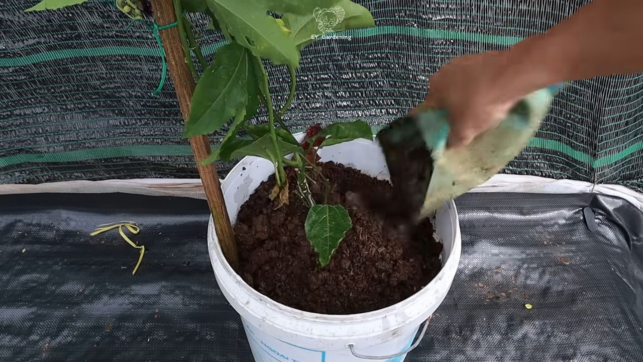 Passionsfrucht Anbau Zuhause