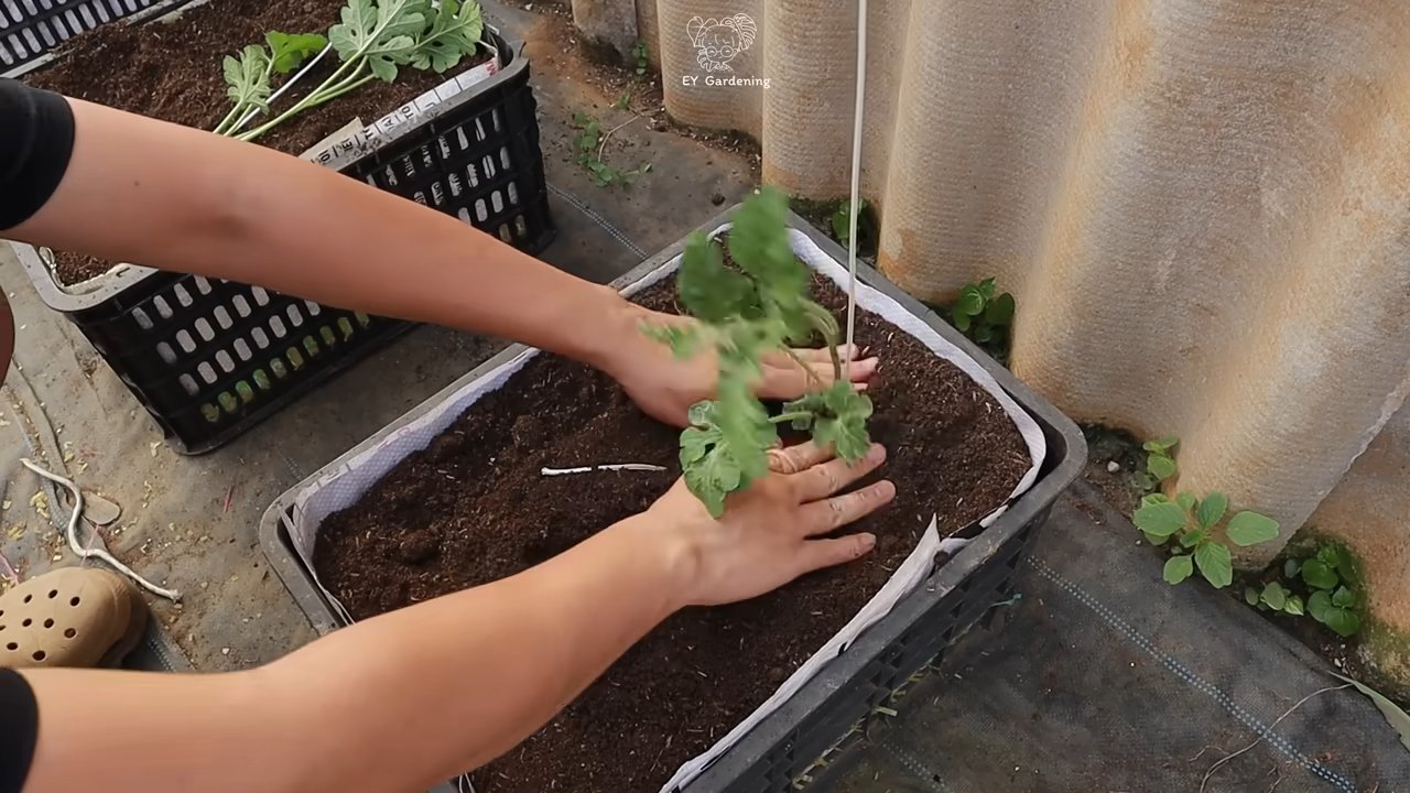 Wassermelone im Garten anbauen