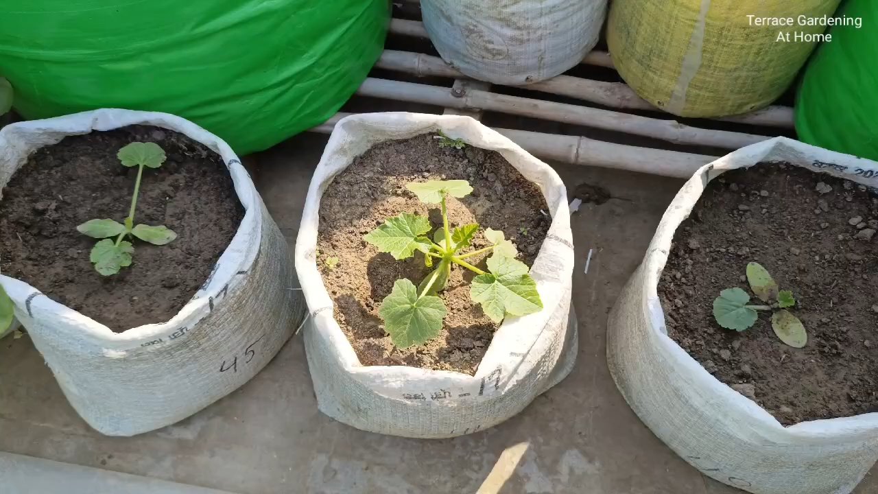 Zucchini zu Hause anbauen