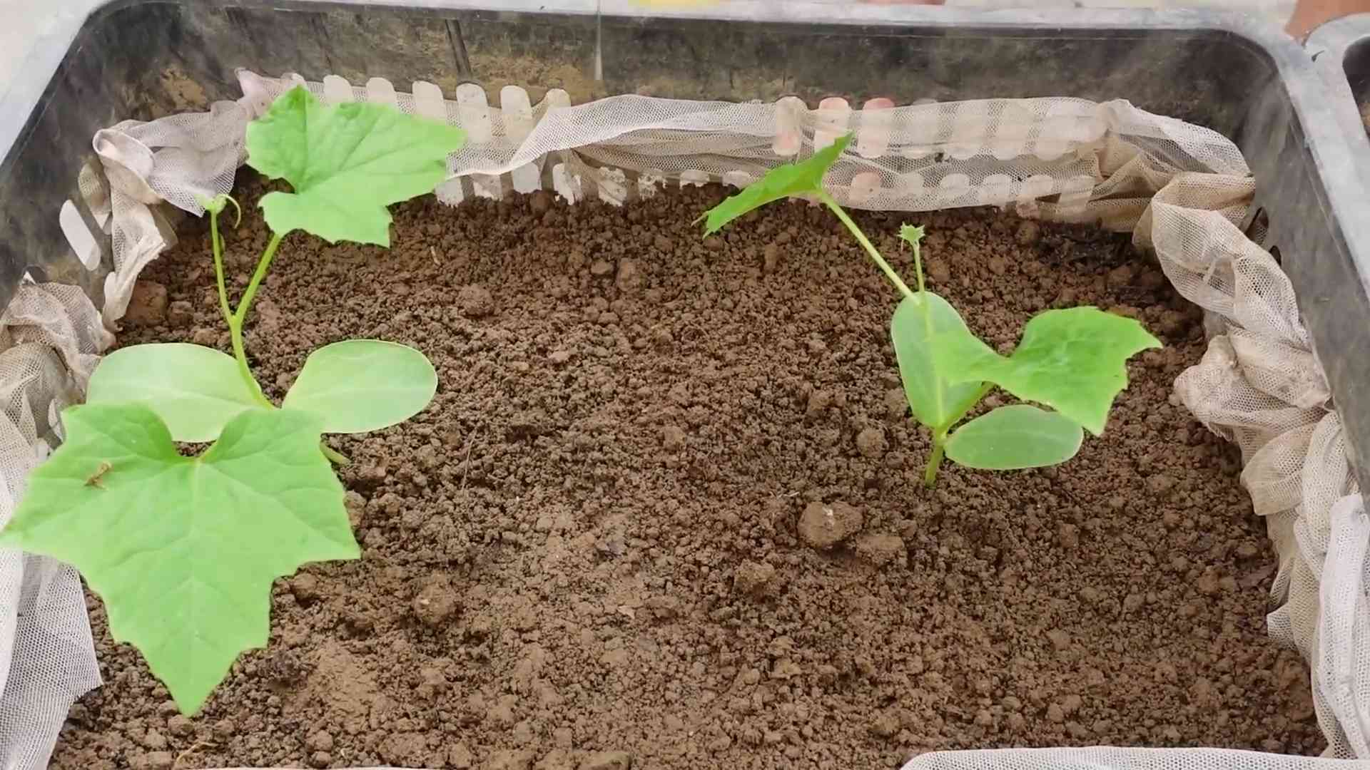 Luffa Gurke Anbau Zuhause