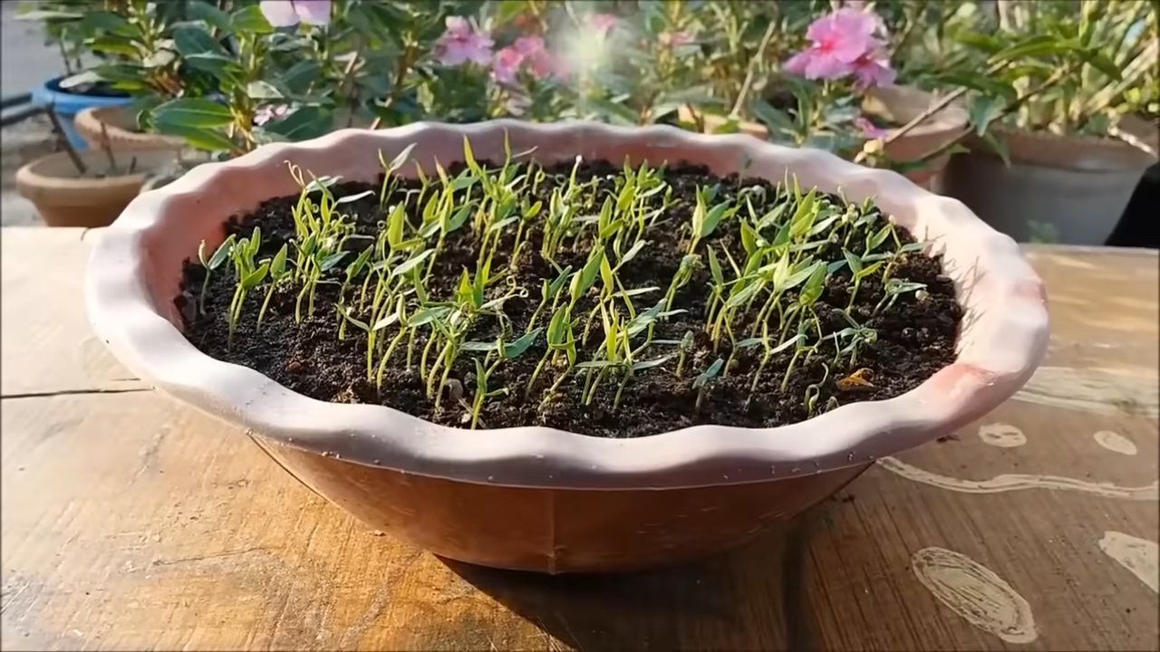 Chilischoten Anbau Tipps