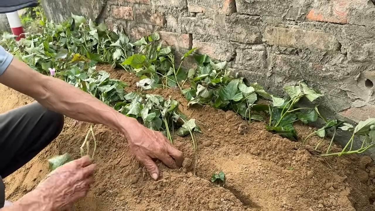 Süßkartoffeln anbauen zu Hause