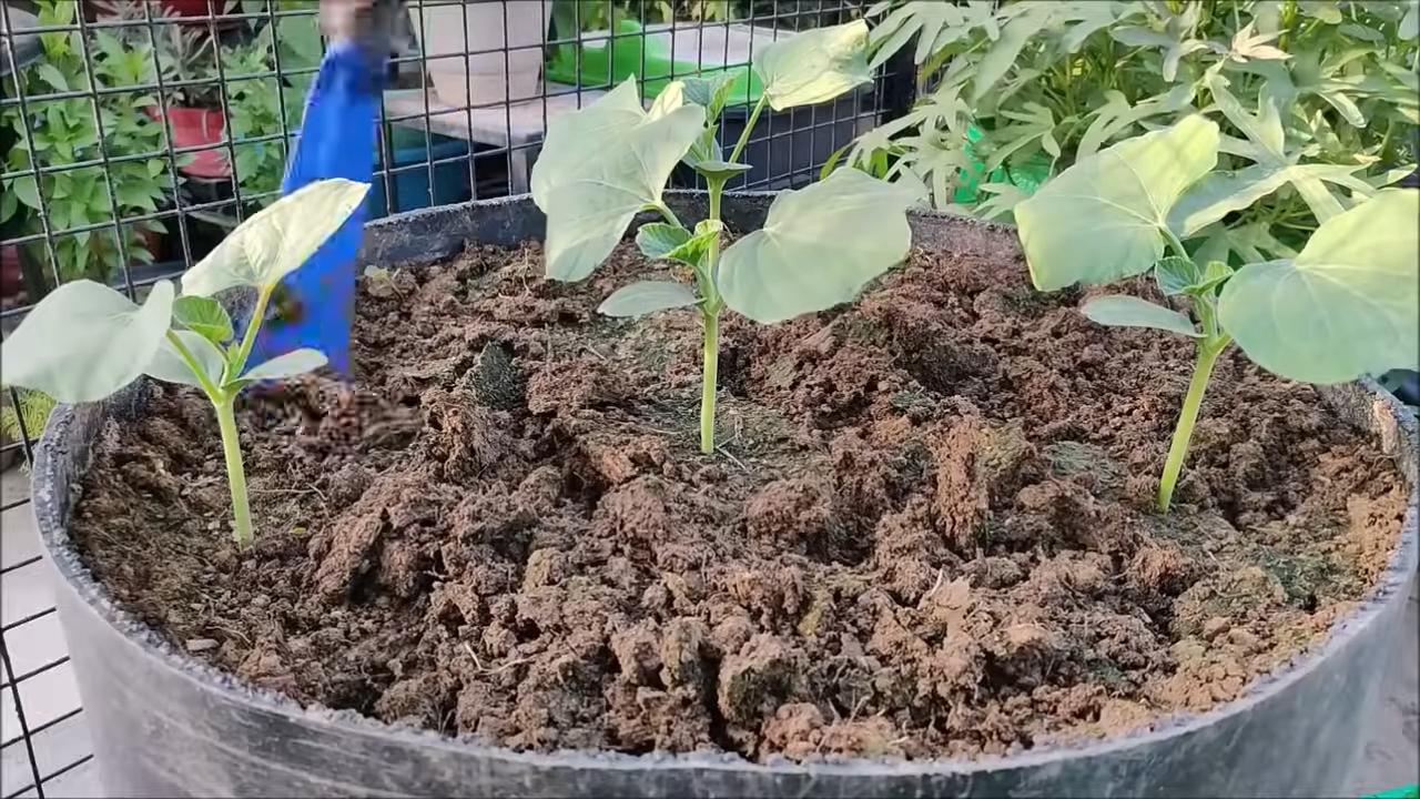Flaschenkürbis Anbau Einfach Gemacht