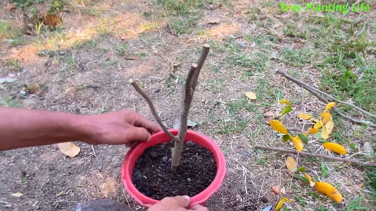 Longan Anbau Küche