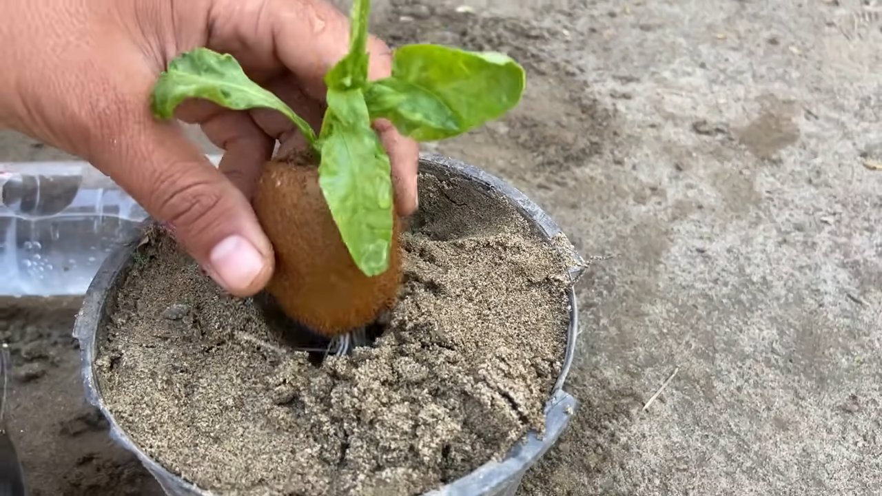 Kiwi aus Frucht ziehen