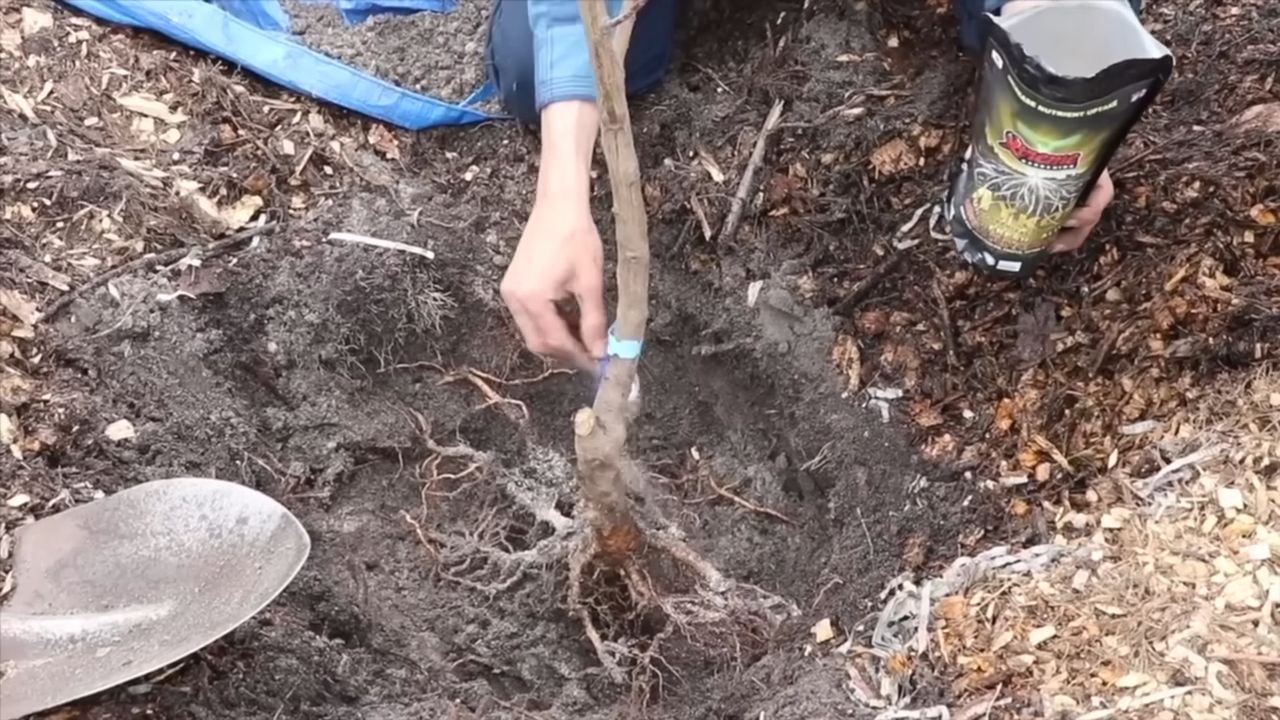 Kirschen selbst anbauen