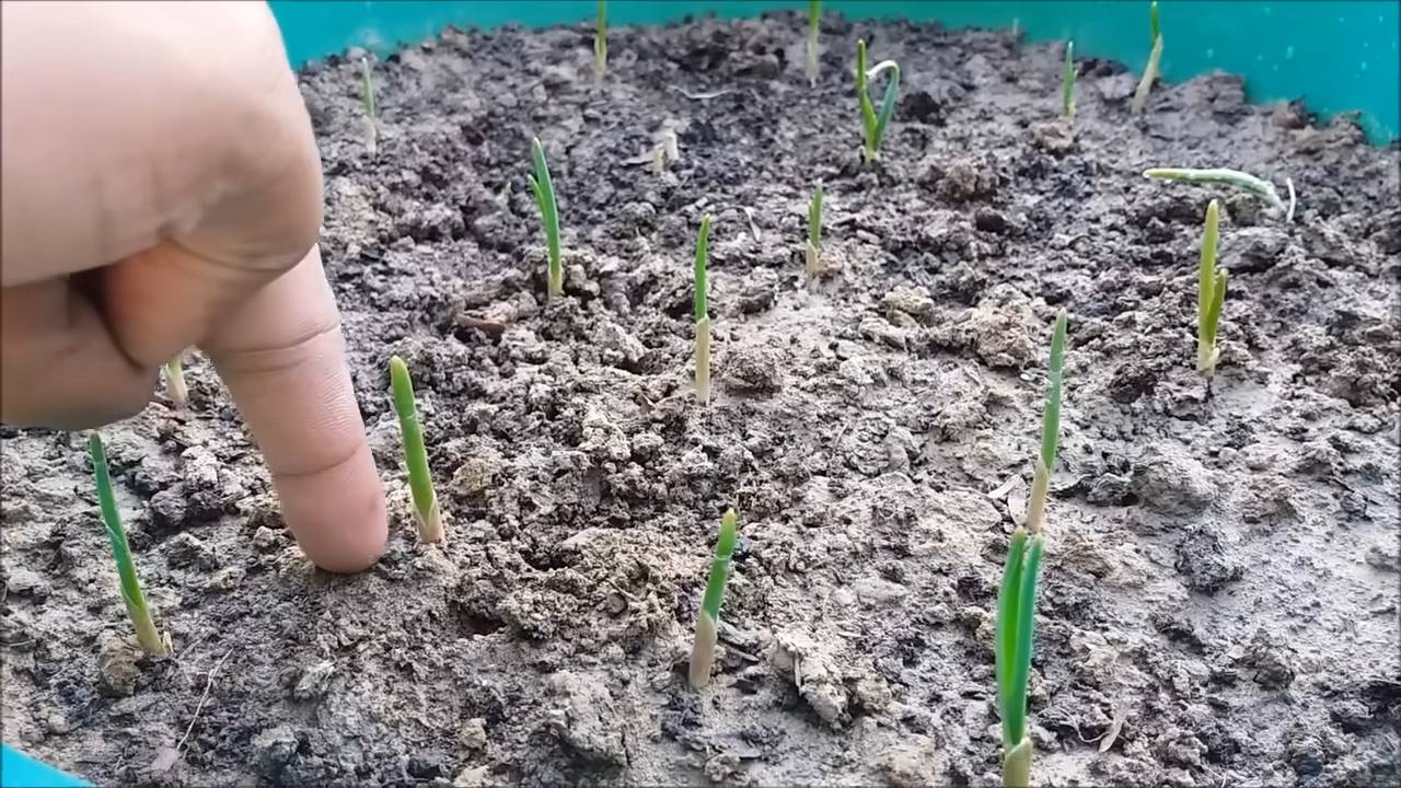 Knoblauch anbauen zu Hause