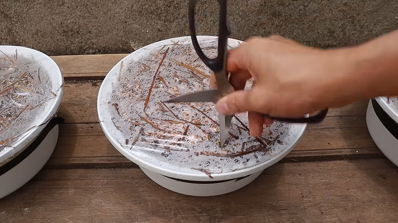 Pilze züchten in der Küche