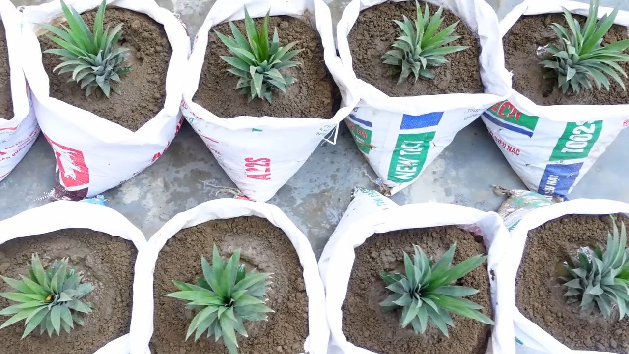 Ananas selber ziehen