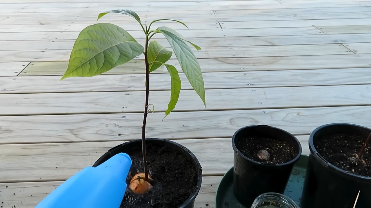 Avocado Anbau im Küchengarten