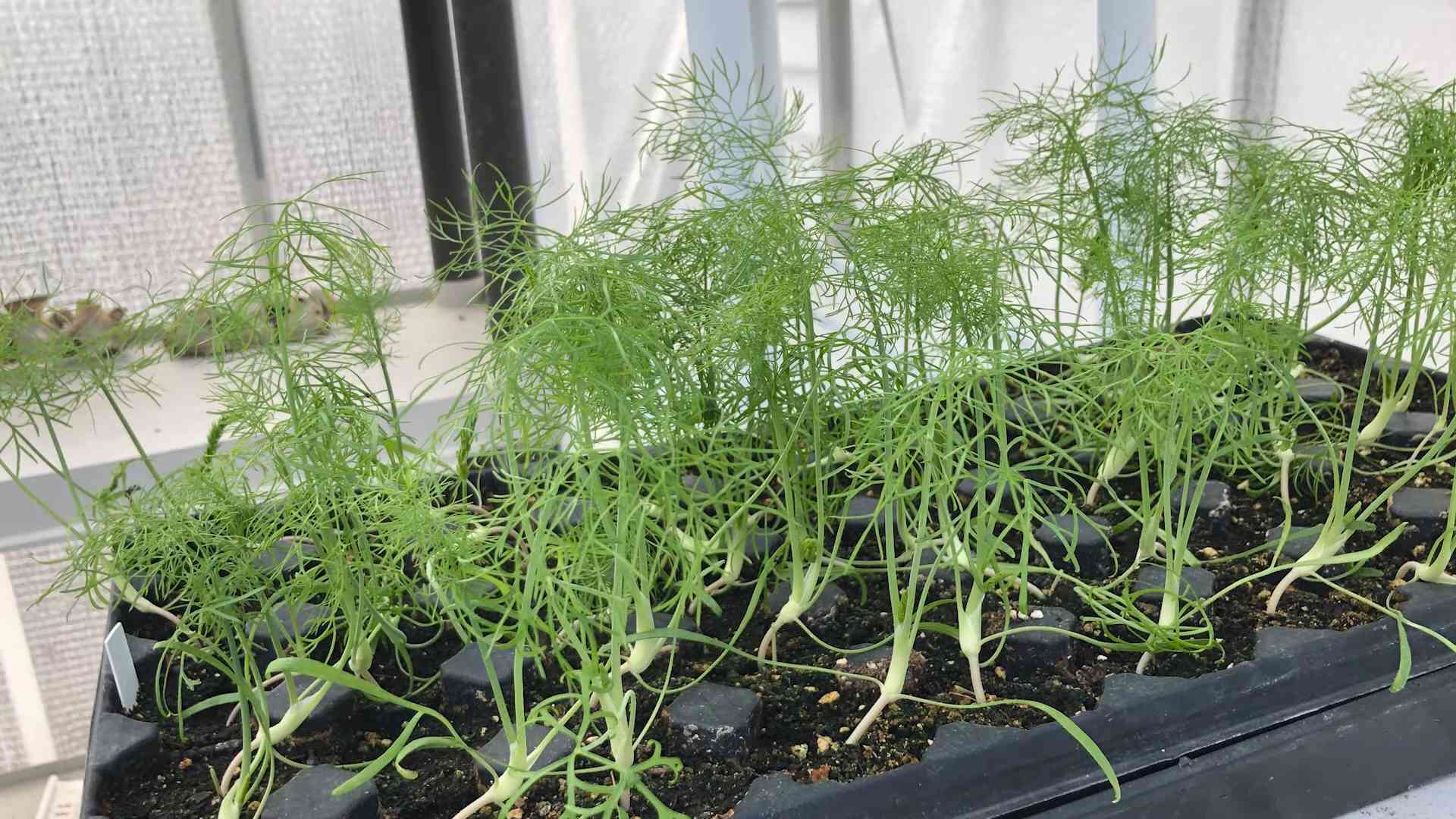 Fenchel drinnen anbauen