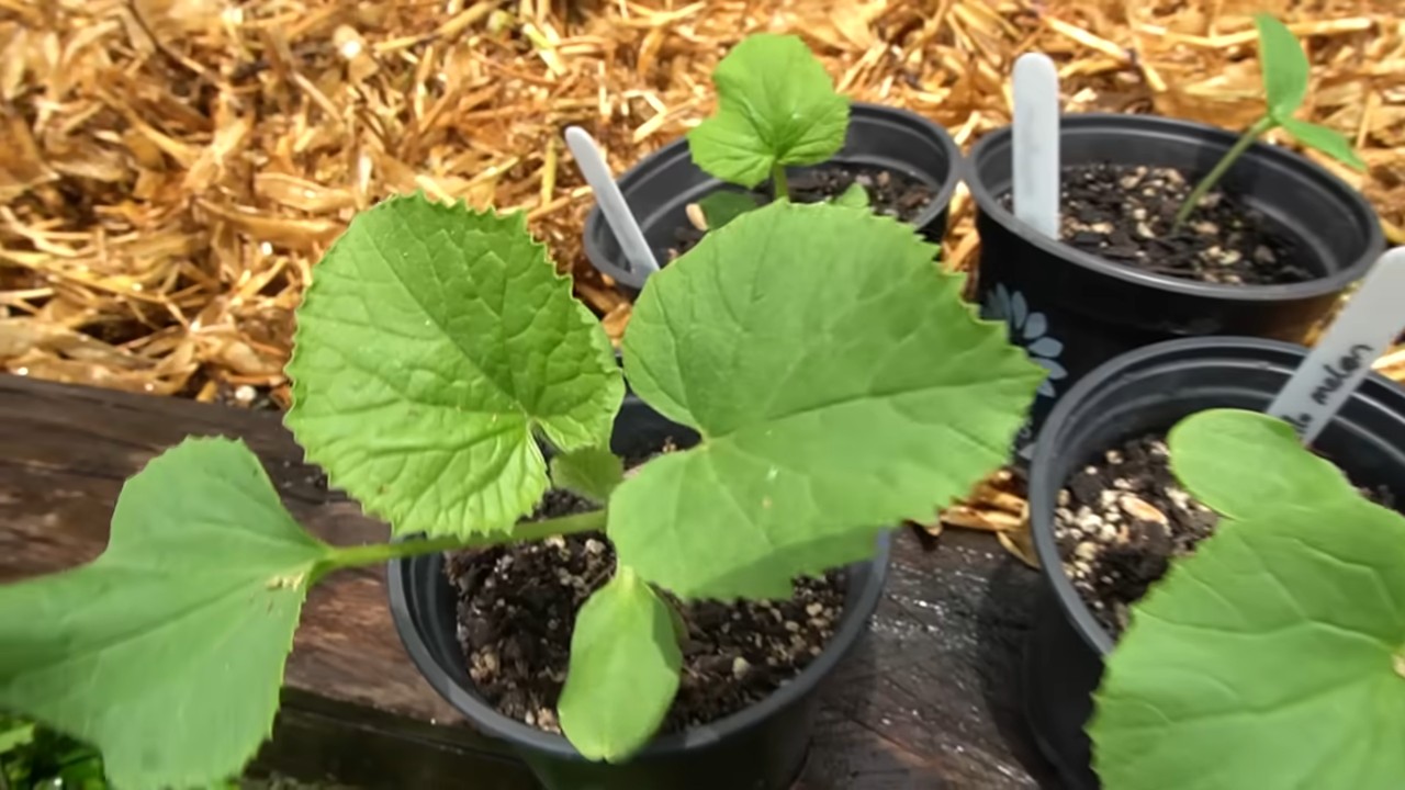 Cantaloupe Melonen Anbau Zuhause