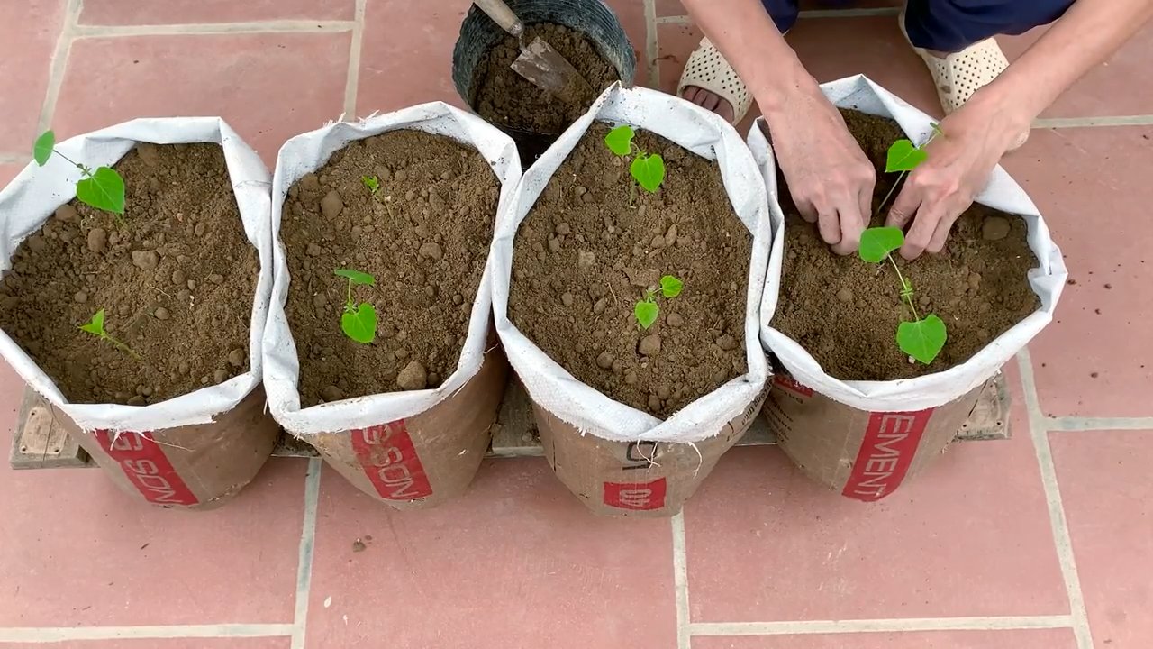 Flügelbohne zu Hause anbauen