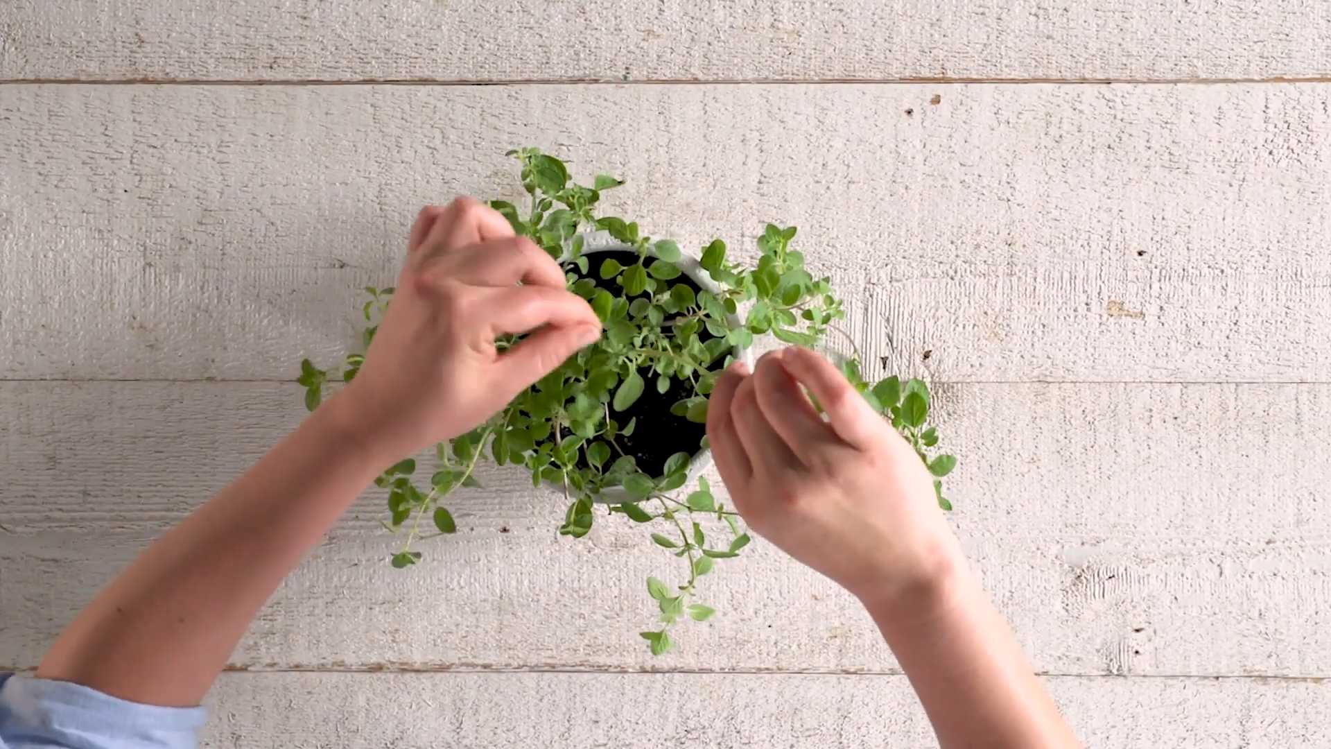 Majoran im eigenen Garten anbauen