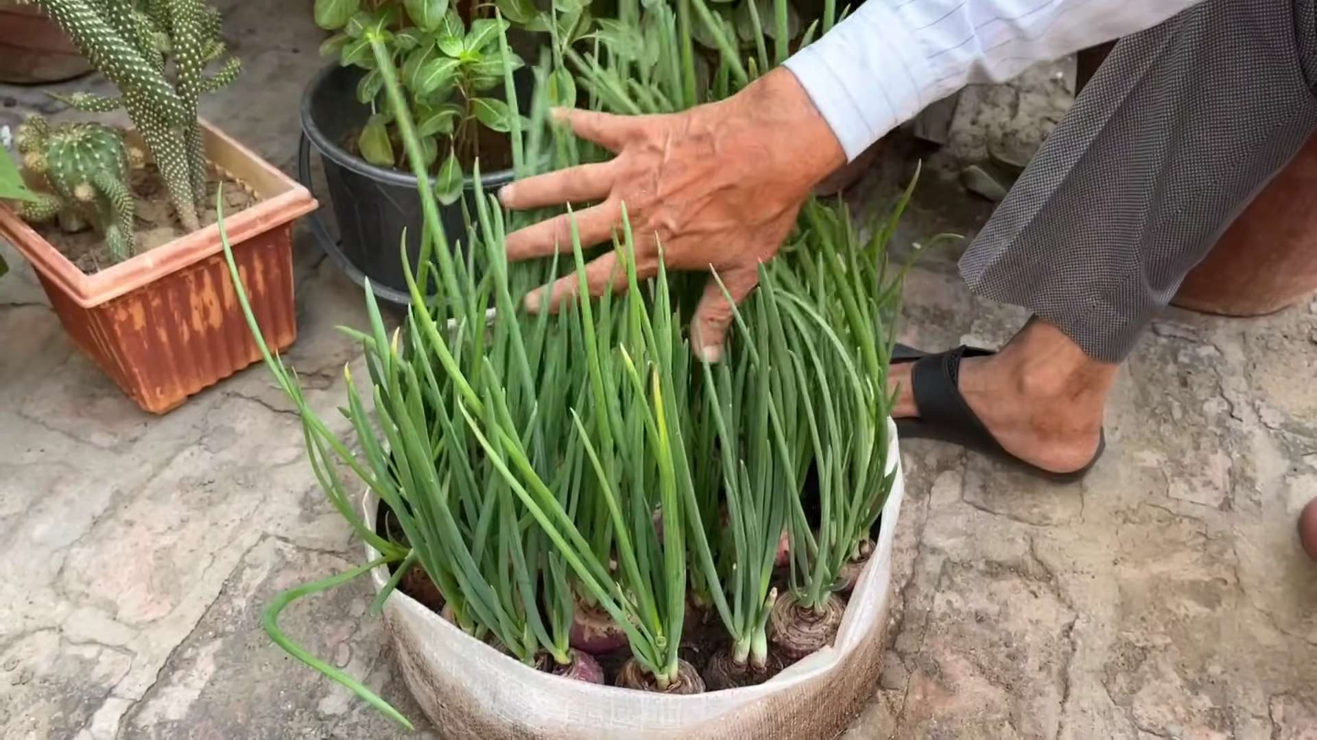 Zwiebeln selbst anbauen