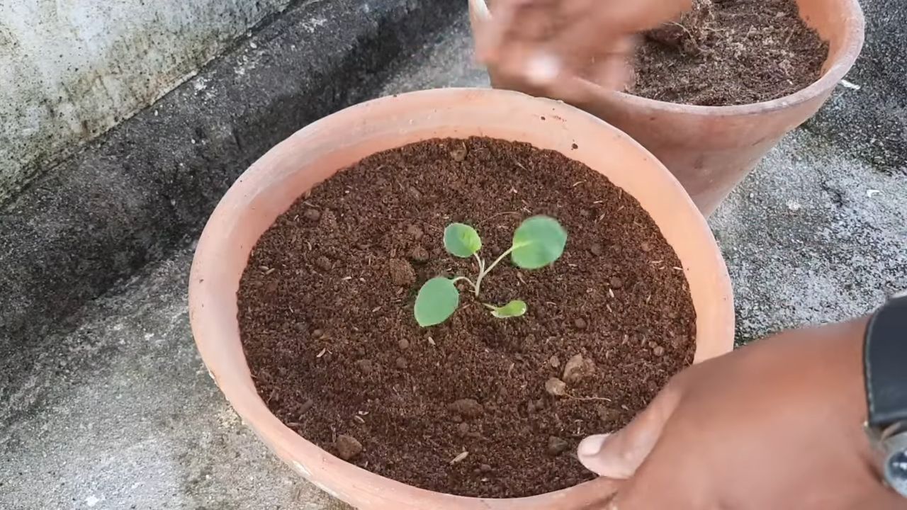 Blumenkohl Anbau Indoor Anleitung