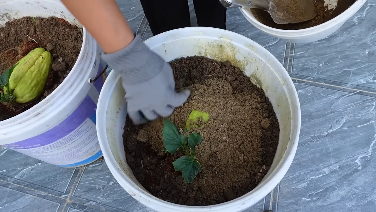 Chayote Anbau Küche