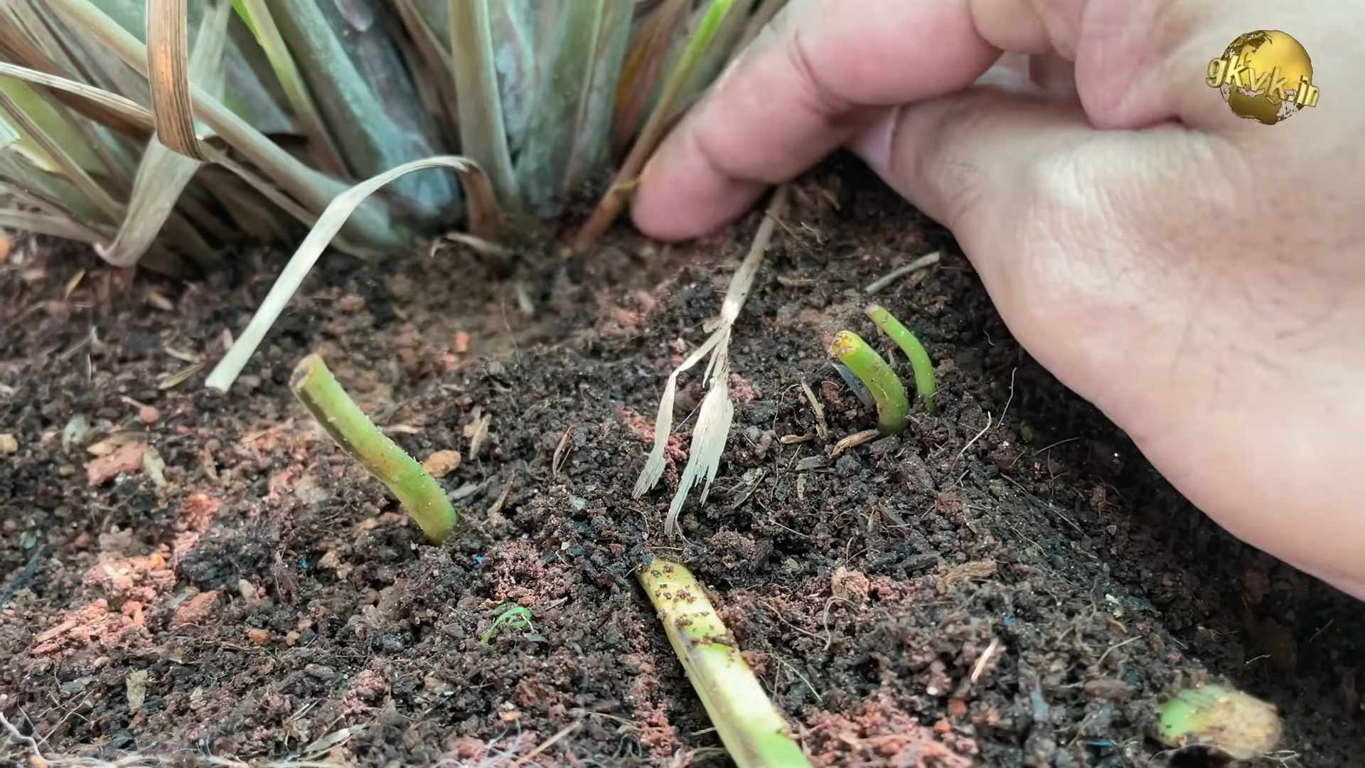 Zitronengras im eigenen Küchen anbauen