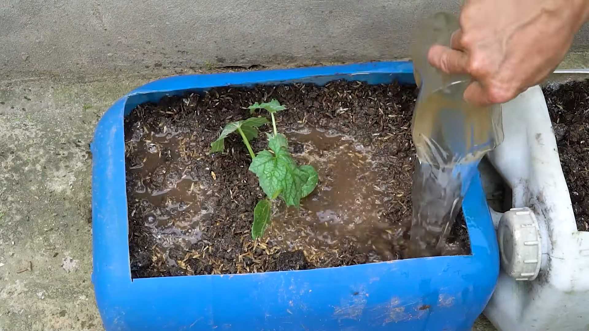 Luffa anbauen im Topf
