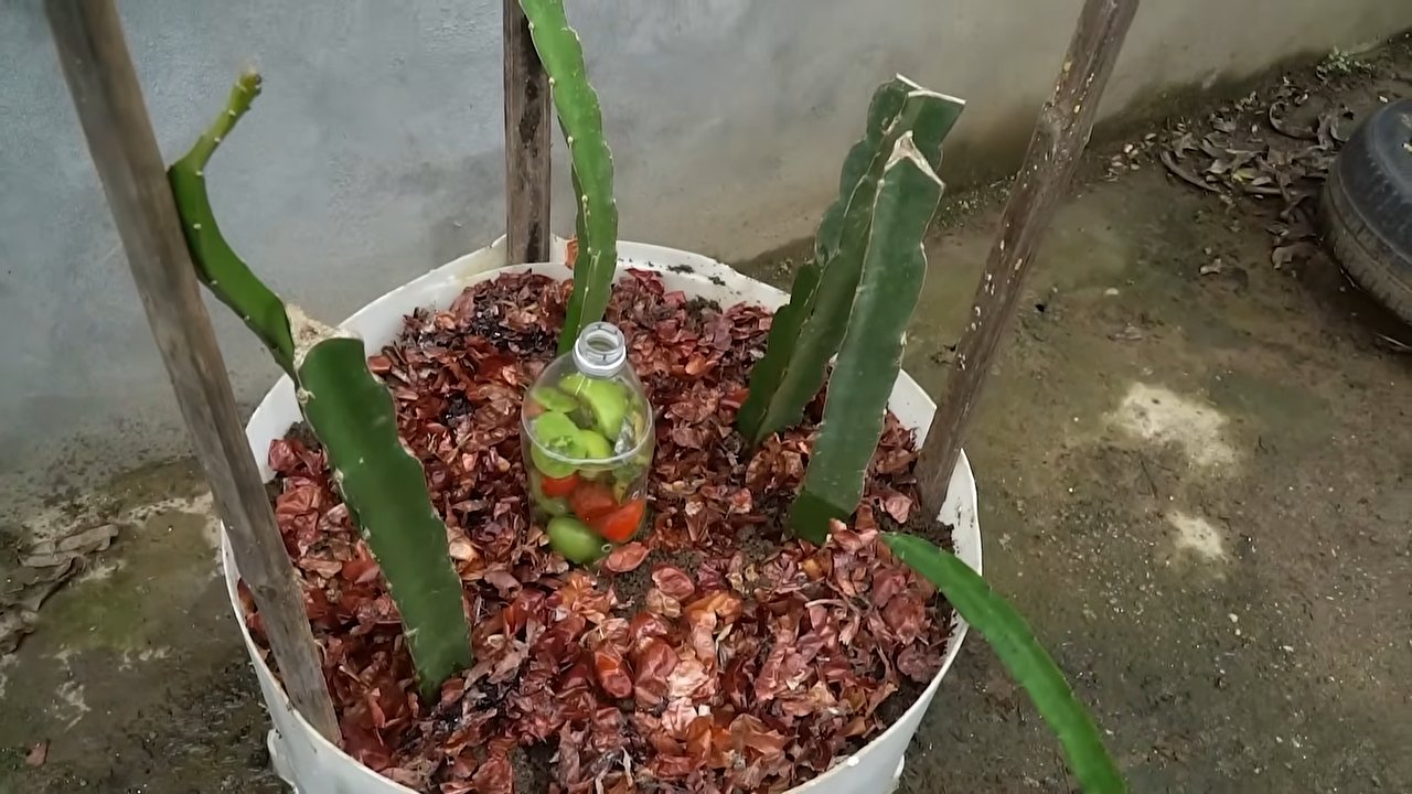 Drachenfrucht zu Hause anbauen