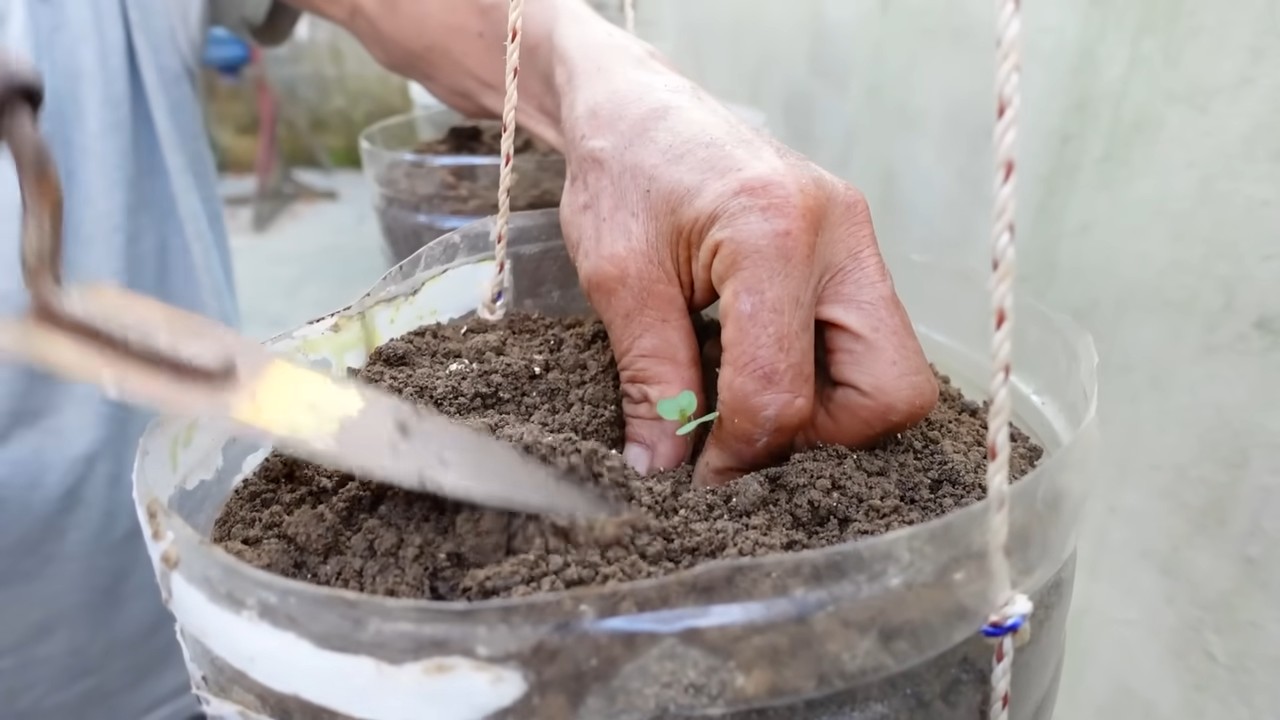 Kohl anbauen in der Küche