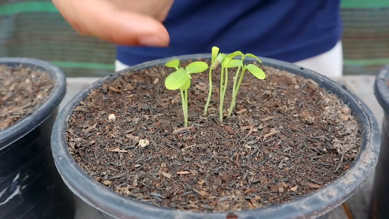 Papaya Anbau im Küchengarten