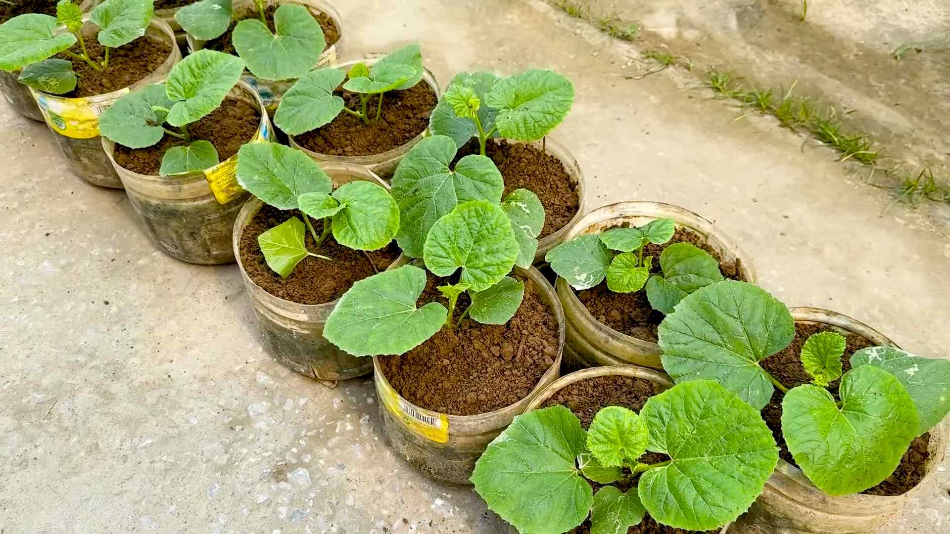 Melonen anbauen im Garten
