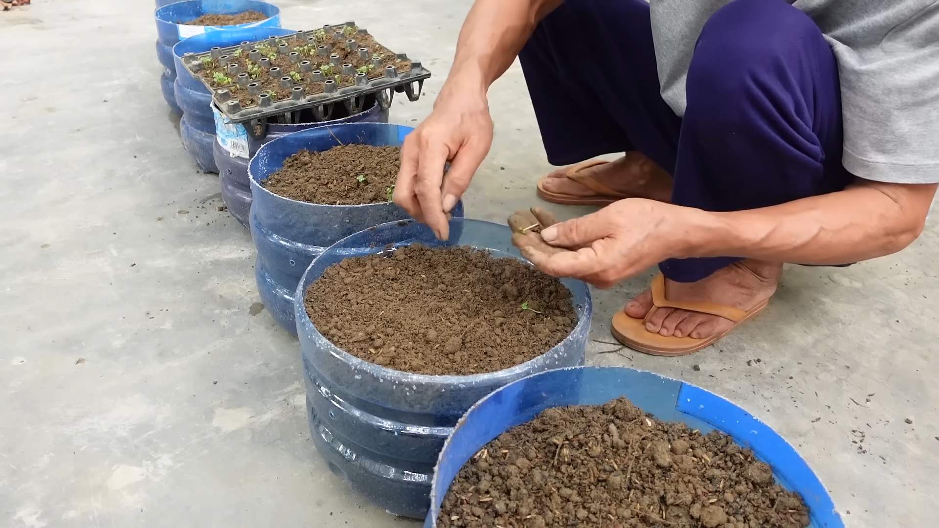 Napa Kohl Anbau Zuhause