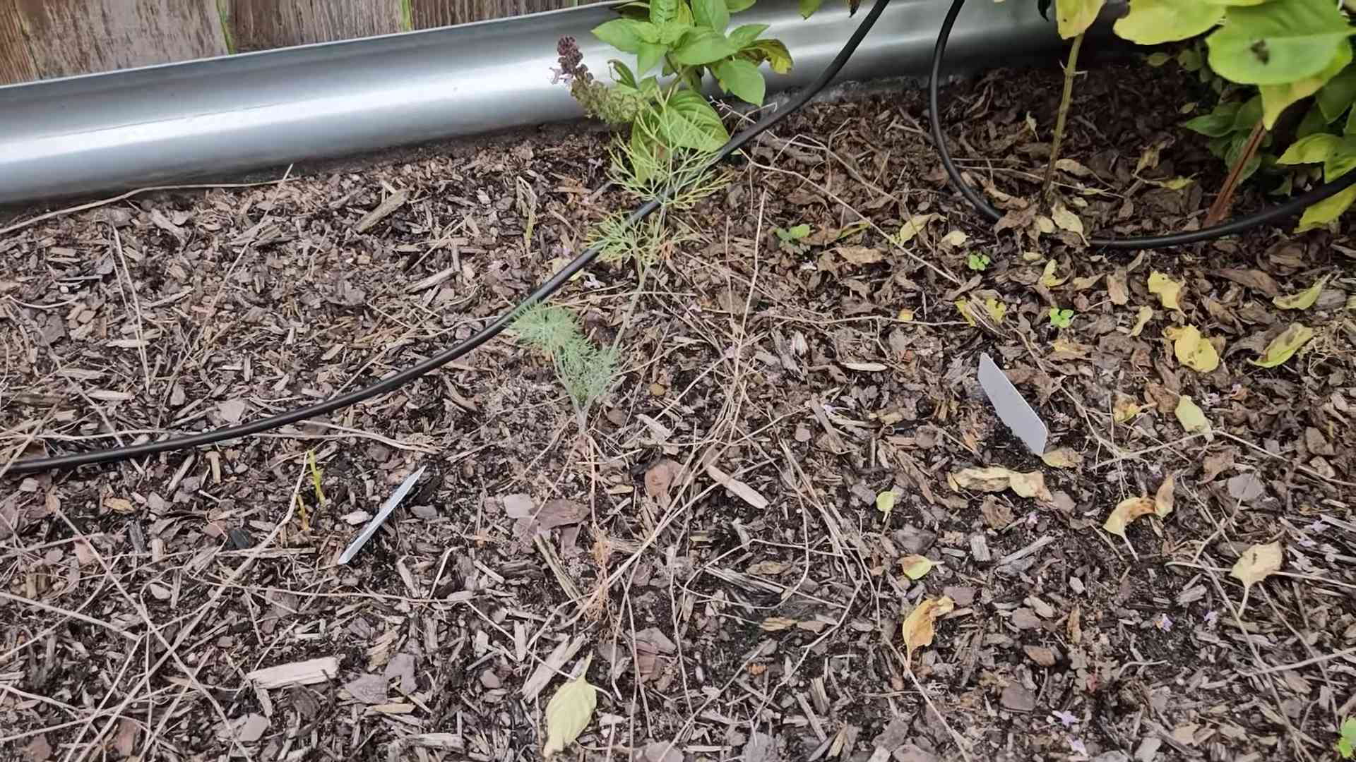 Dill im Küchengarten anbauen