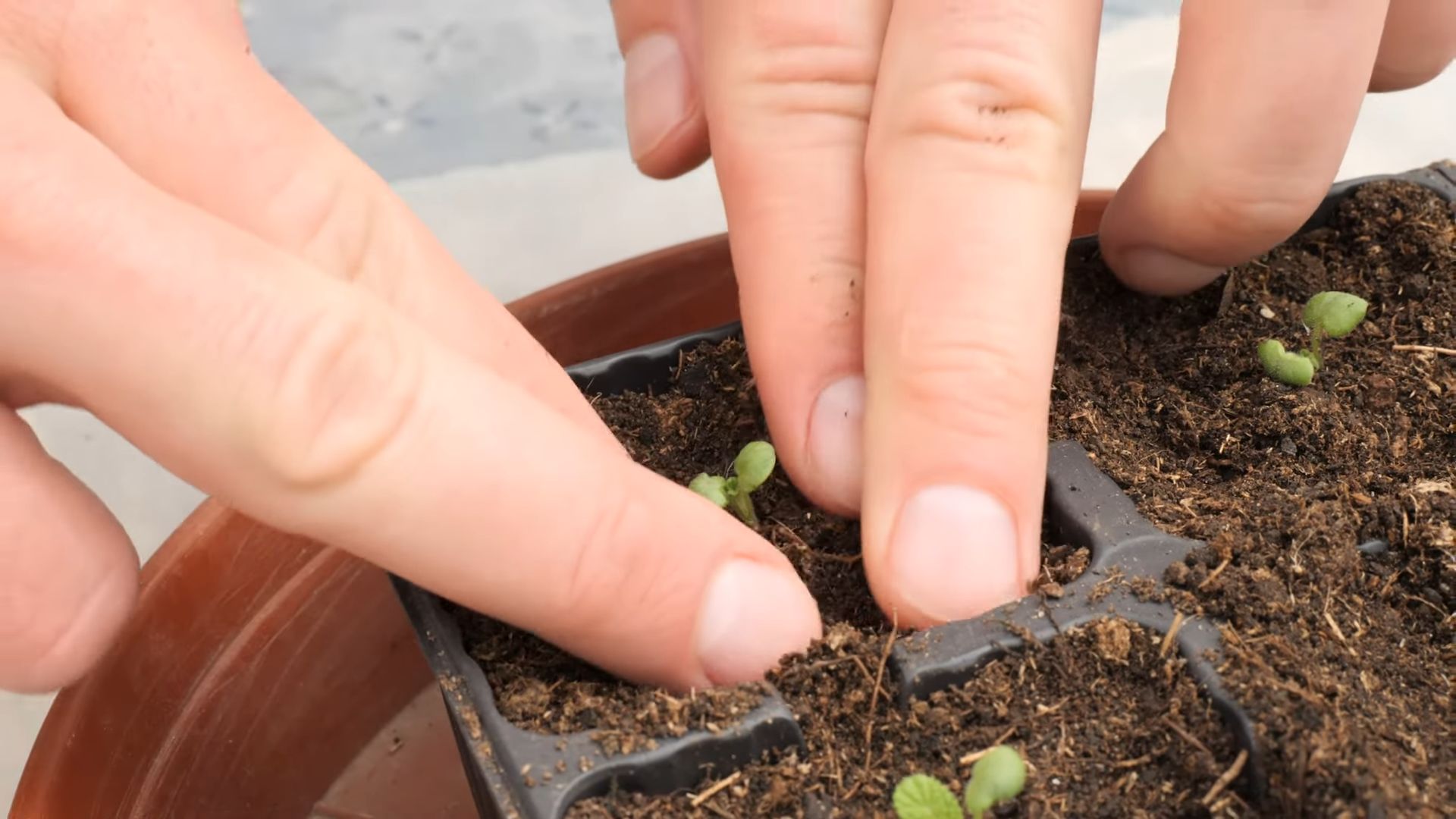 Schnittlauch im Küchengarten anbauen