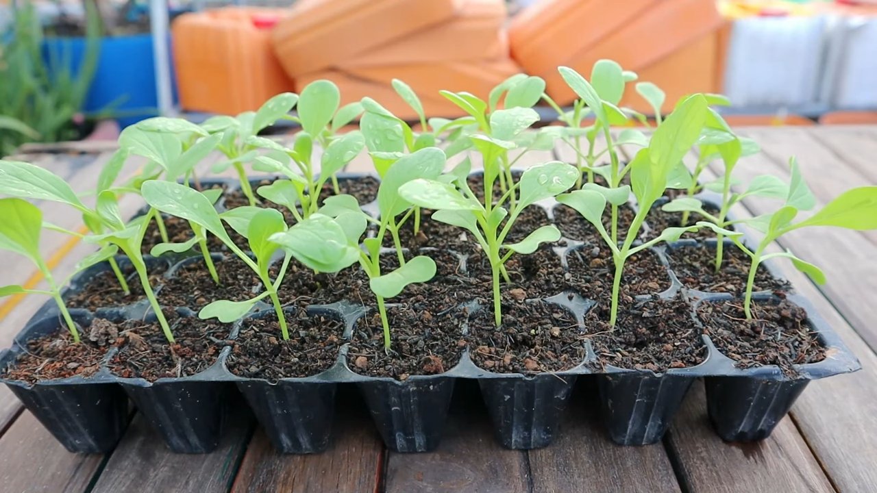 Bok Choy Indoor Anbauen