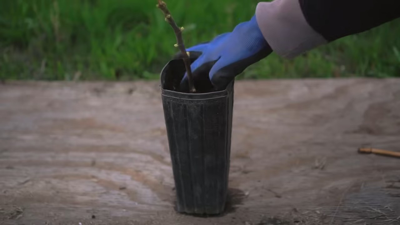 Feigen zu Hause anbauen