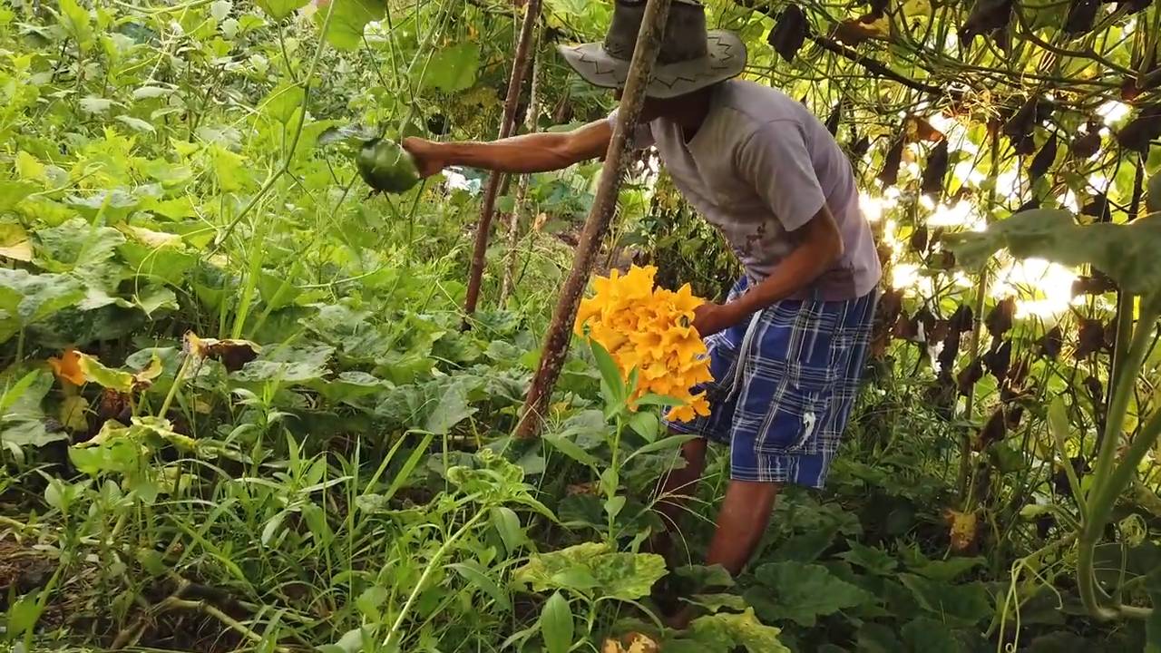 Kürbisblüten zu Hause anbauen