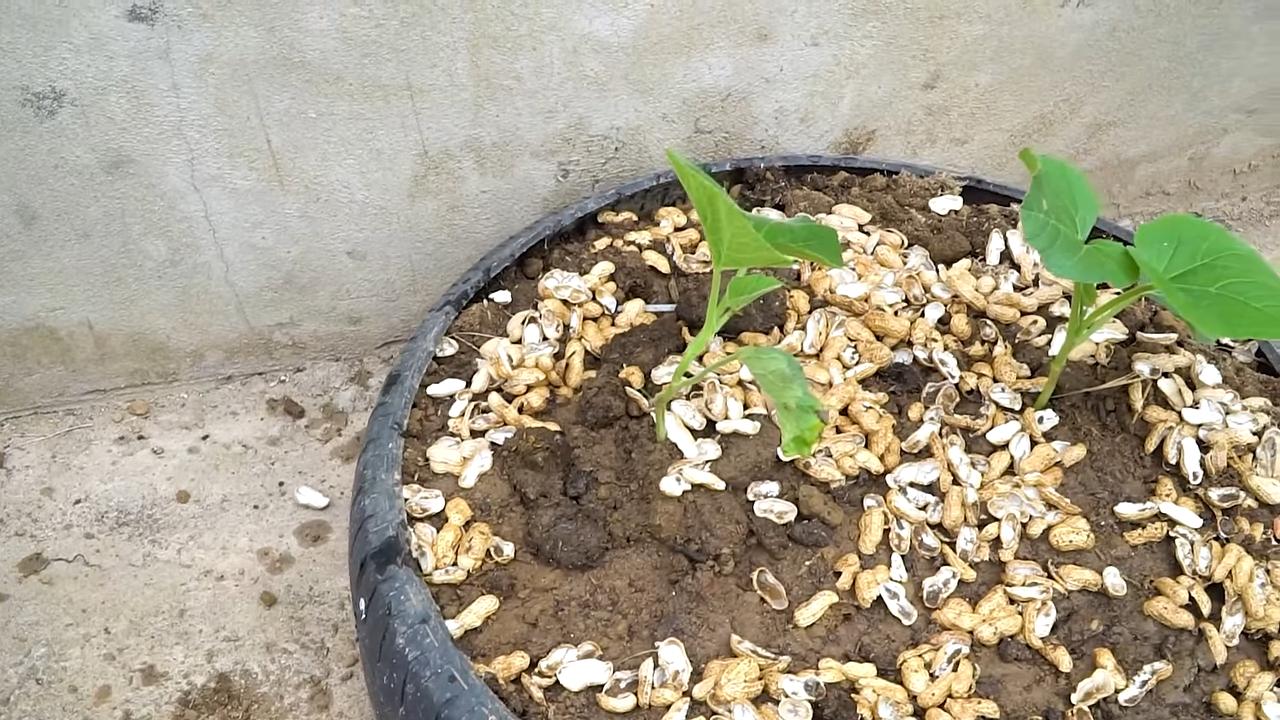 Kürbis anbauen hohe Erträge