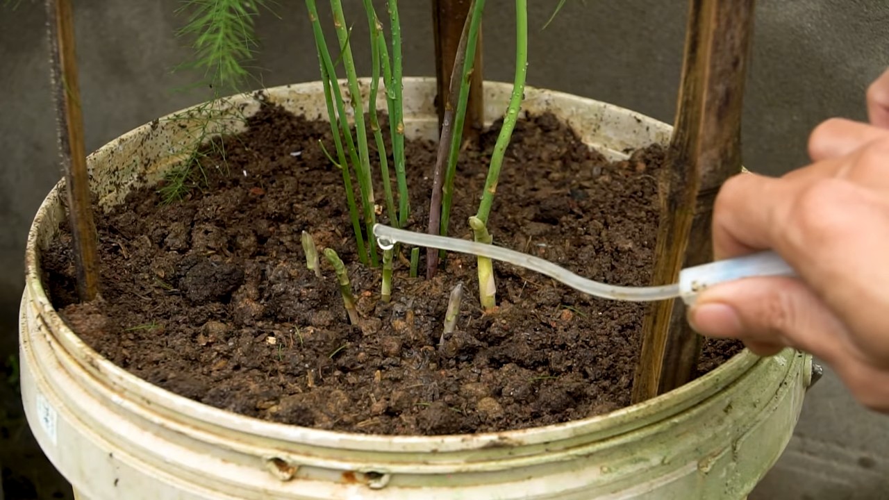 Spargel erfolgreich im Garten anbauen