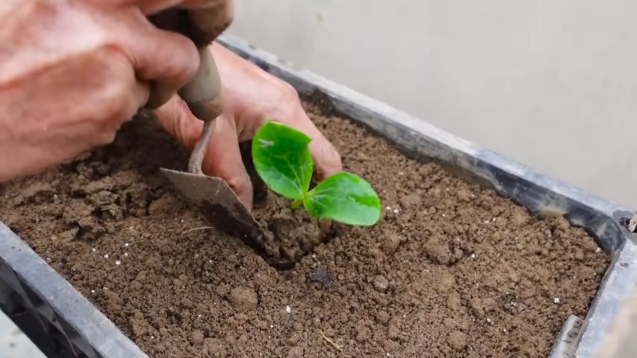 Zucchini anbauen zu Hause
