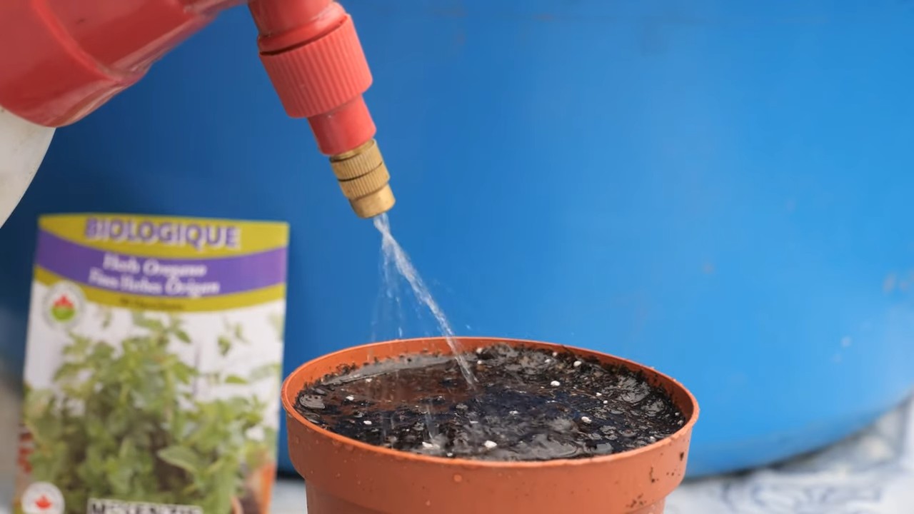 Oregano Indoor Anbauen Anleitung