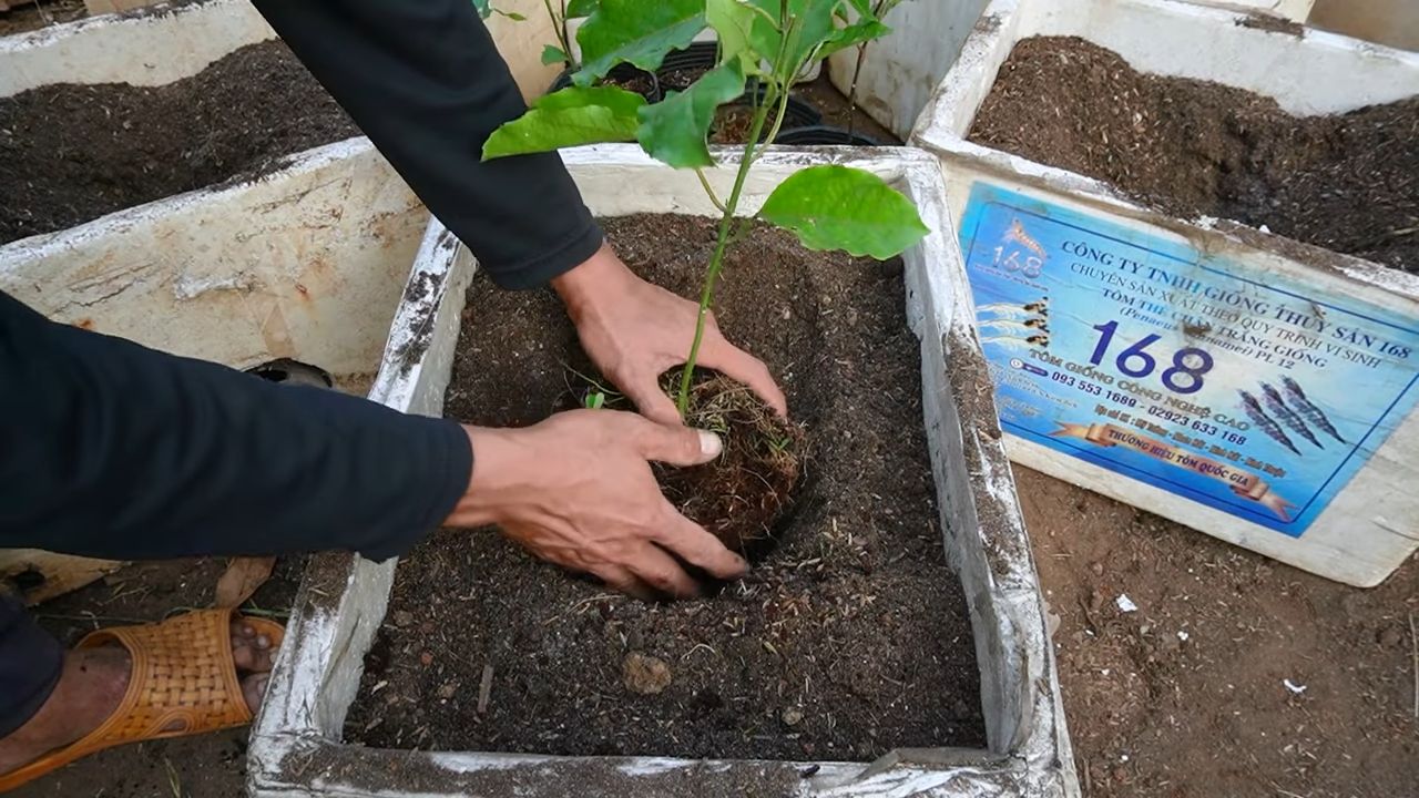Passionsfrucht anbauen zu Hause