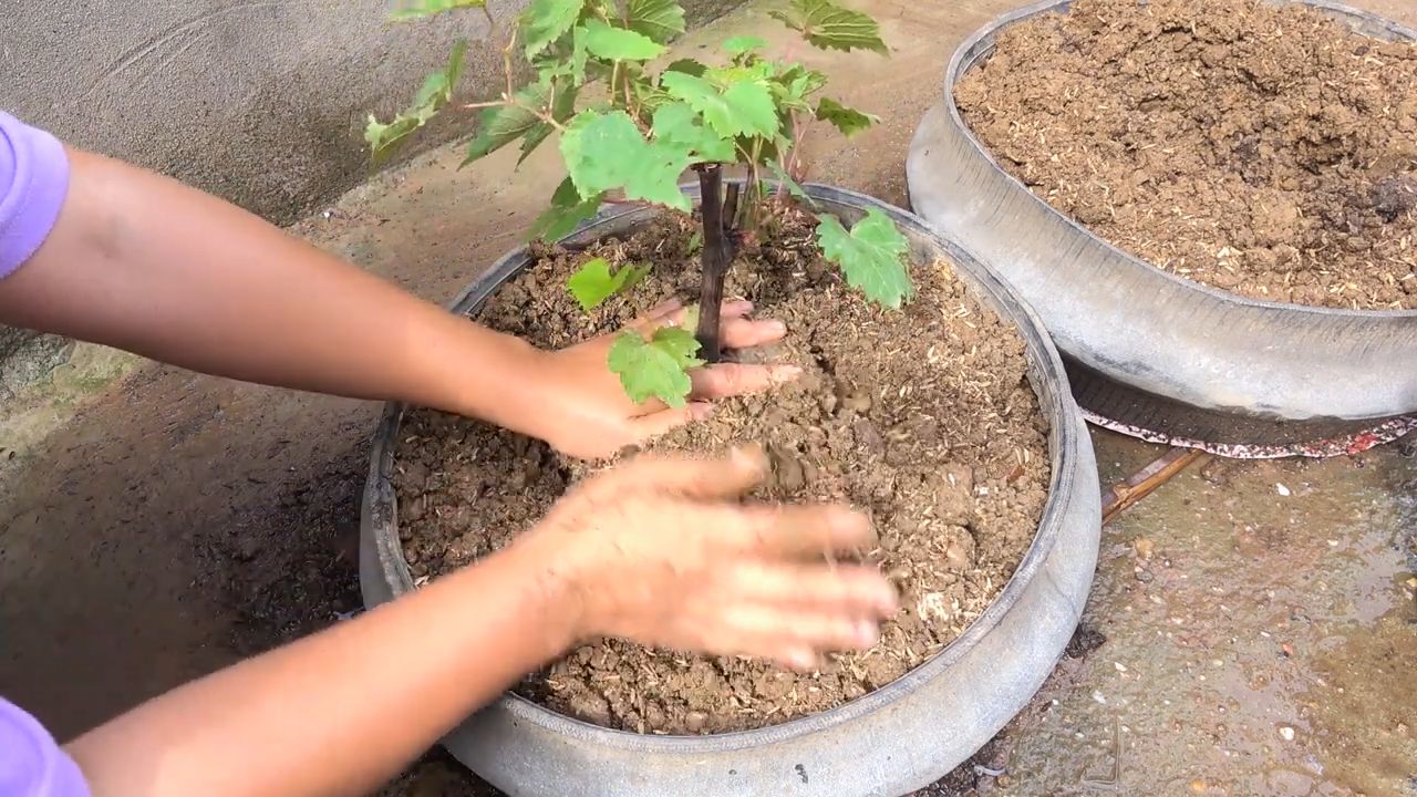 Weinreben ziehen aus Reifen