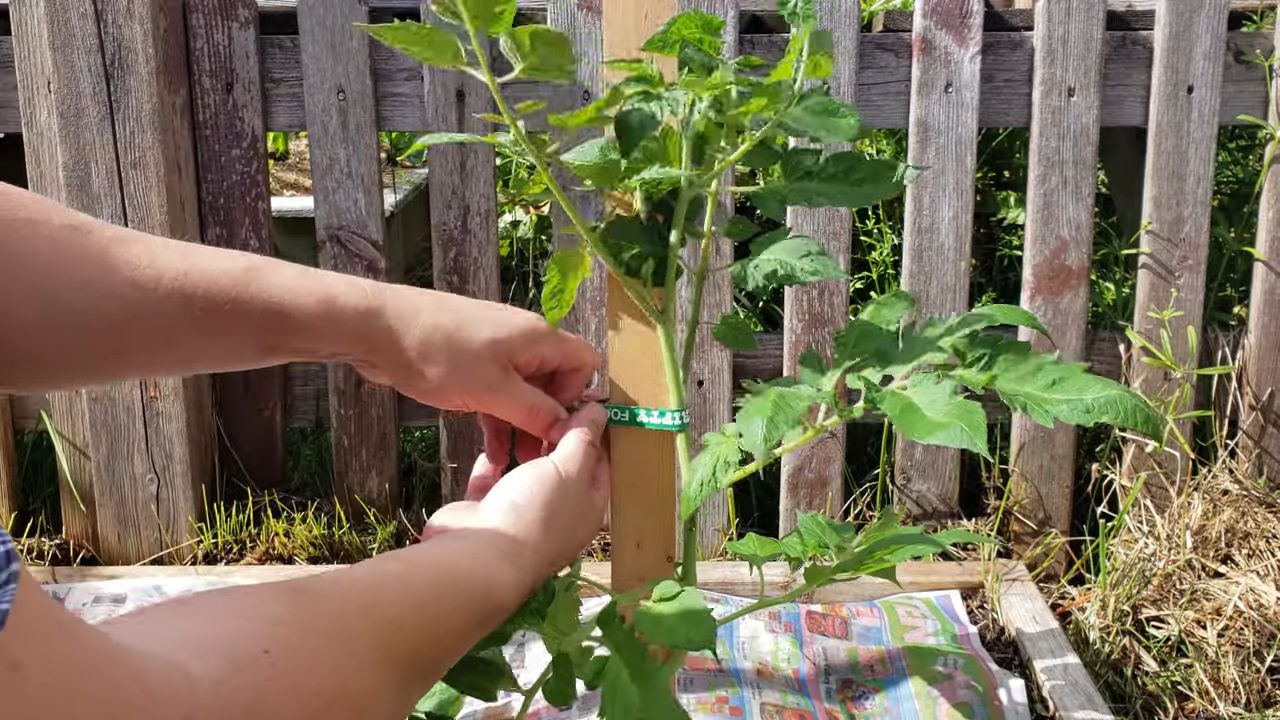 Roma Tomaten selber anbauen