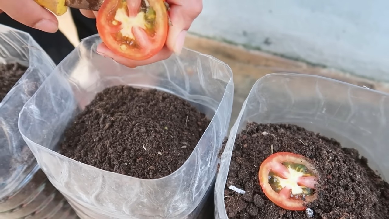 Tomatenanbau für die Familie