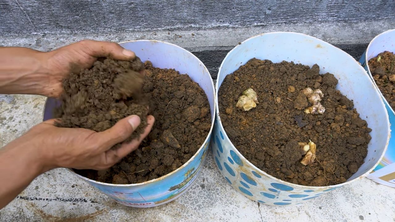 Ingwer anbauen im Plastikbehälter