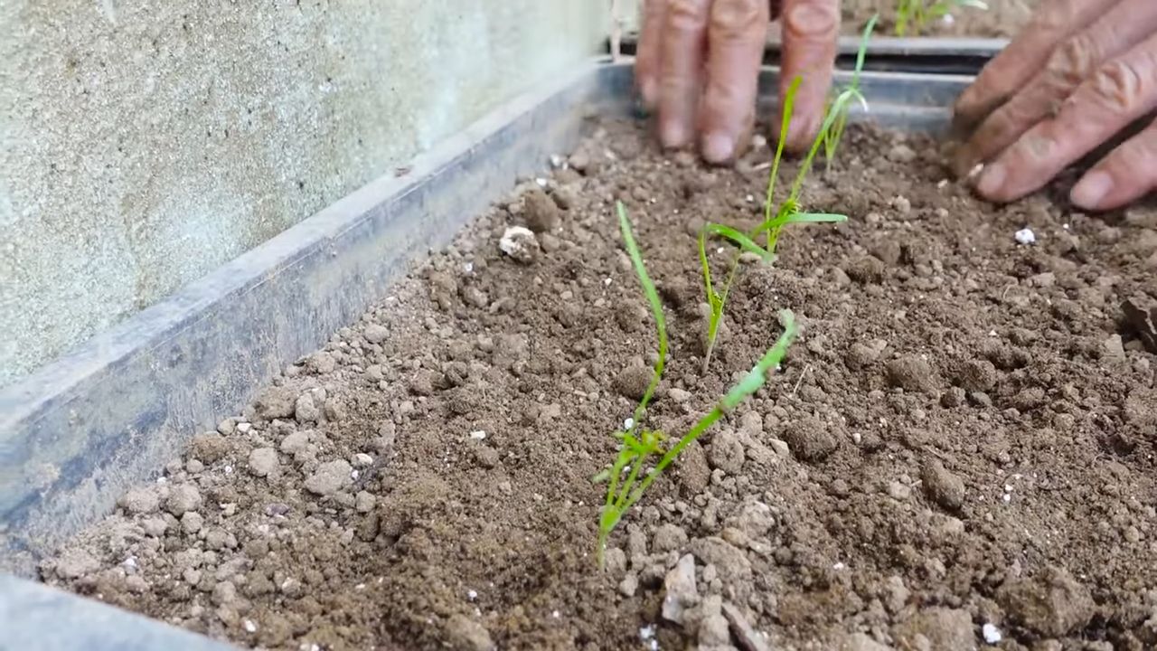 Dill Anbau Küchengarten