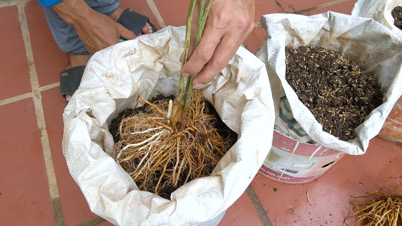 Spargel anbauen ganzjährig genießen