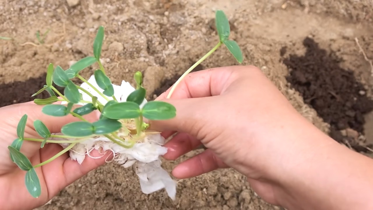 Gurken anbauen: DIY Anleitung