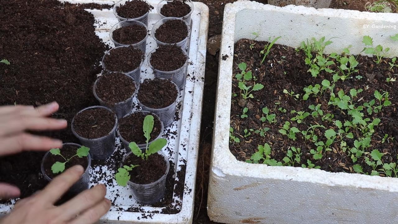 Grünkohl zu Hause anbauen