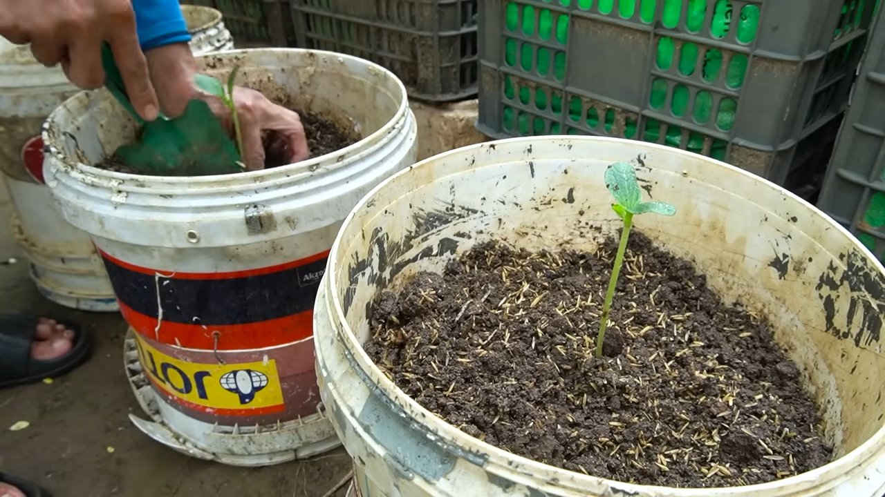 Große Zucchini selbst anbauen