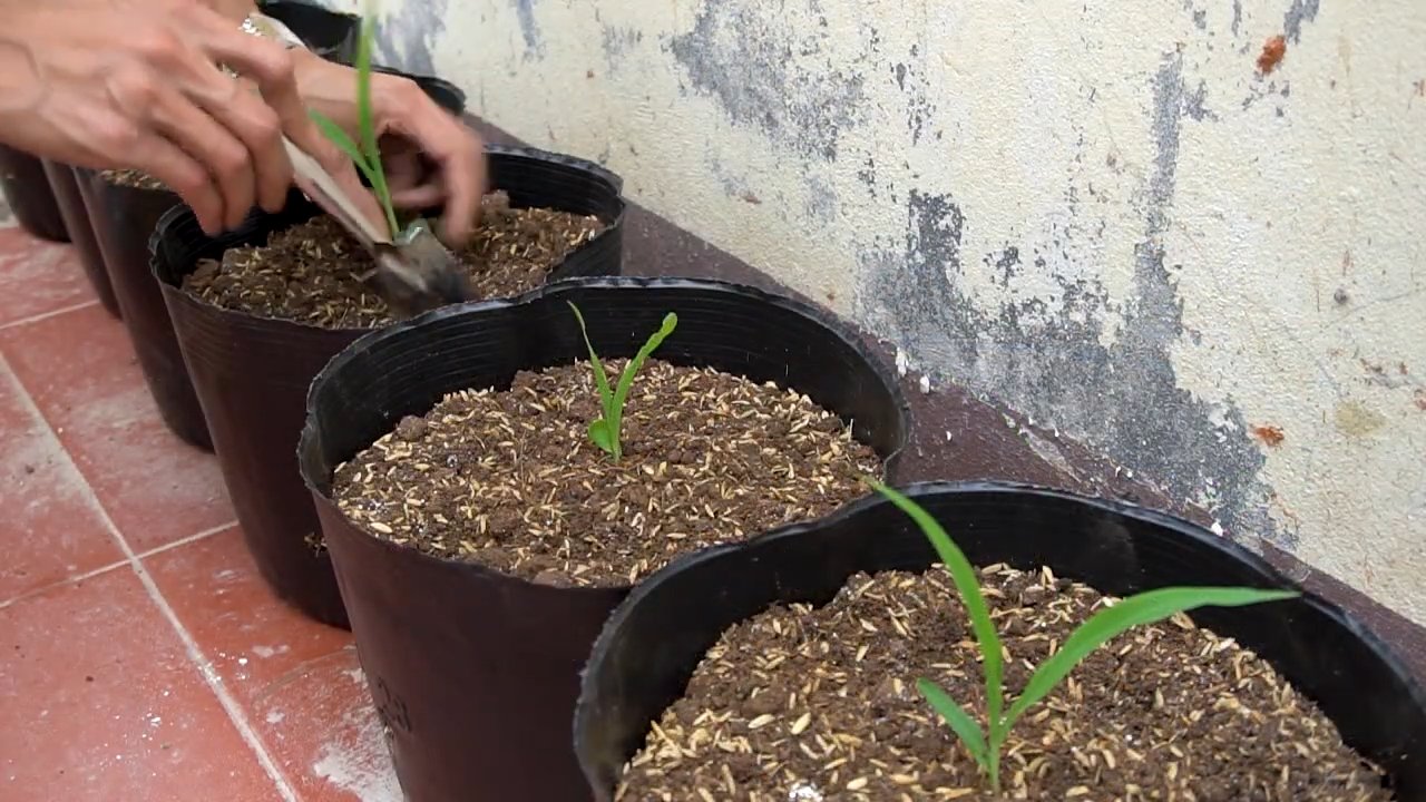 Lila Mais Anbauen Zuhause