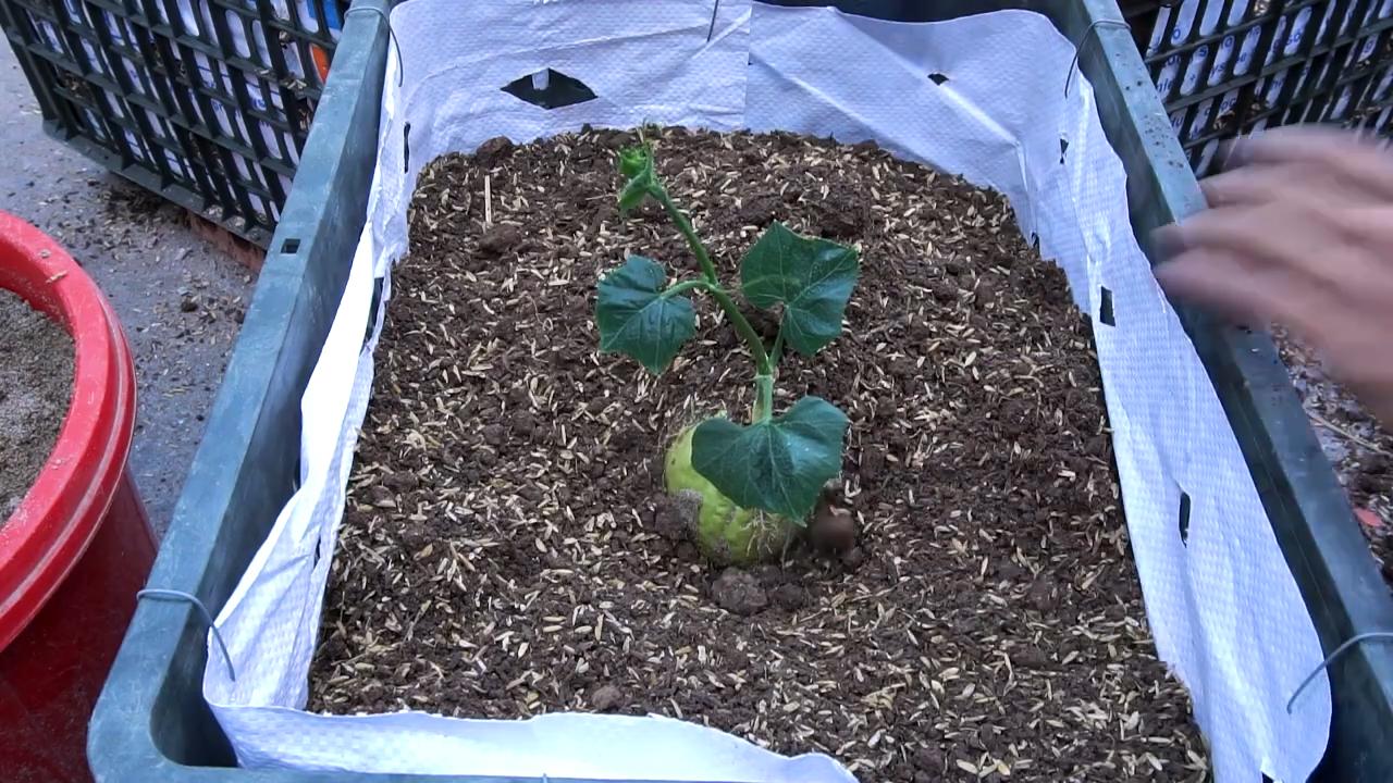 Chayote Anbau Erfolgsgeheimnisse
